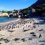 boulders beach photos