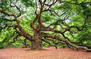 giant oak tree