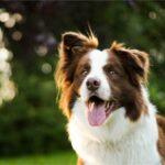 border collie herding sheep demonstration