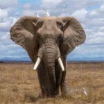 αντιμετοωποι με εναν αφρικανικο ελεφαντα