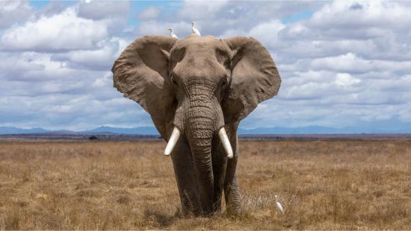 αντιμετοωποι με εναν αφρικανικο ελεφαντα