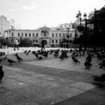 pigeons in athens square black and white