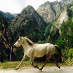 jari himachal pradesh white horse himalayas