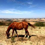 Brown horse in fields of marche italy