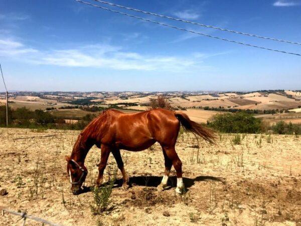 Brown horse in fields of marche italy