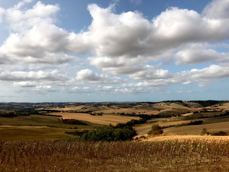 Wide fields in marche with tuft like cumulus like clouds over them