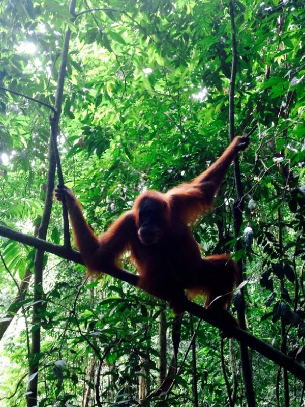 bukit lawang orangutan no guide