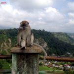 bukittinggi monkey sianok canyon