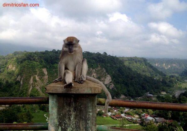 bukittinggi monkey sianok canyon