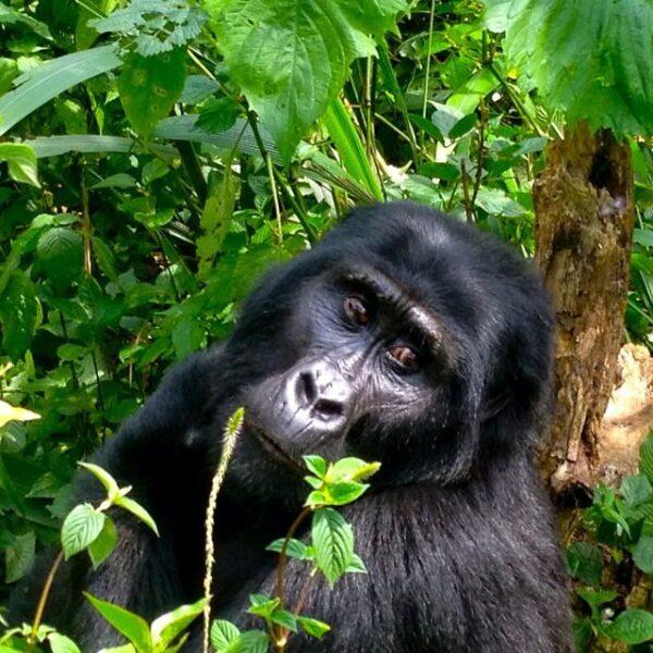 Photos: Bwindi Impenetrable National Park, Uganda (2015)