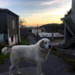 greek shepherd dog in drymonas village on north evia