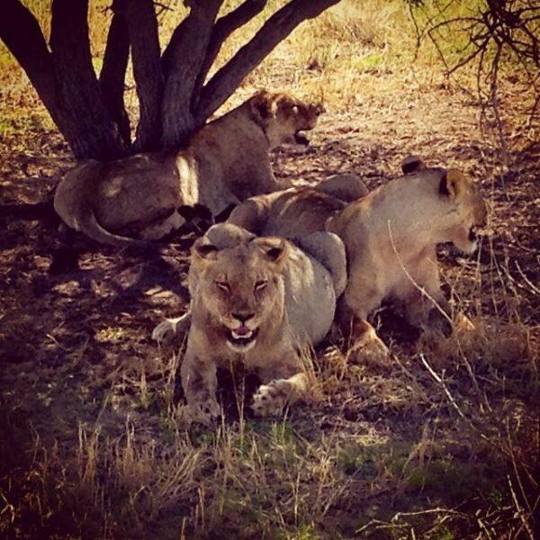 Photos: Etosha National Park, Namibia (2014)