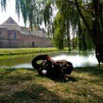 black swans in front of medieval castle