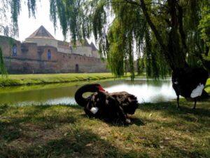 black swans in front of medieval castle