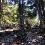 hiking through a fir forest on geraneia mountains in greece