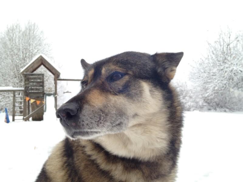 beautiful dog in the estonian winter
