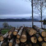 logs left in front of norwegian lake