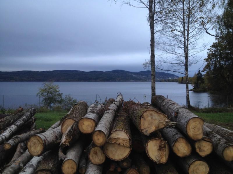 logs left in front of norwegian lake