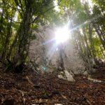 sun penetrating through beech forest in picentini mountains in italy
