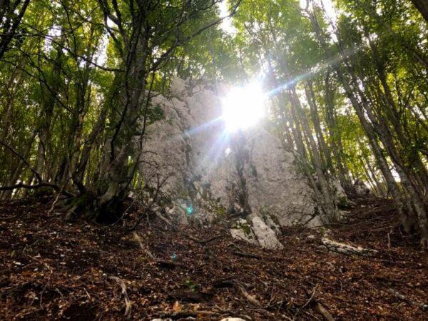 sun penetrating through beech forest in picentini mountains in italy