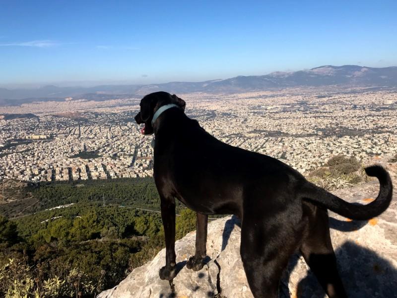 black dog staring view of athens form top of mount hymettus
