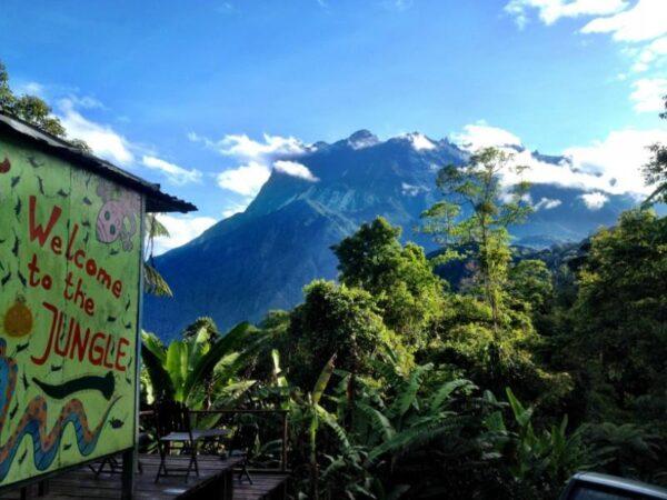 welcome to the junge, jungle jack's backpackers and mount kinabalu