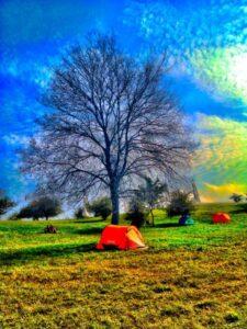 red tent under naked tree in ozora festival