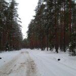 covered with snow road through winter forest in estonia