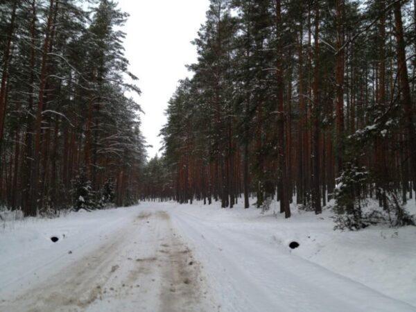 covered with snow road through winter forest in estonia