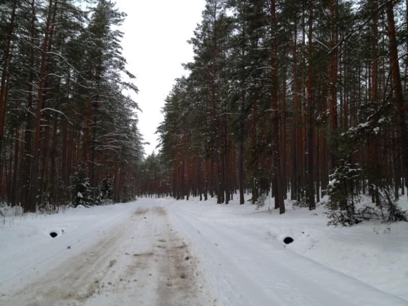 covered with snow road through winter forest in estonia
