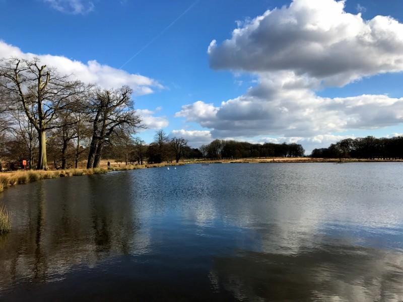 beautiful winter image of lake in richmond park, london