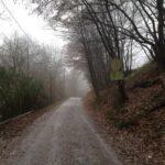 country road through misty autumn forest in rosrath village in germany