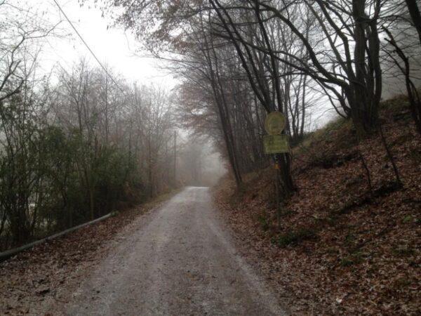 country road through misty autumn forest in rosrath village in germany