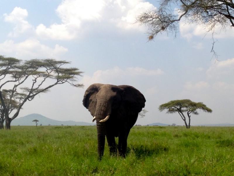 Photos: Serengeti National Park, Tanzania (2015)
