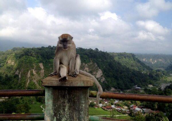 monkey bukittinggi sianok canyon