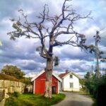 amazing nude tree in slevik, norway