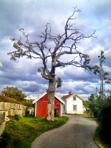 amazing nude tree in slevik, norway