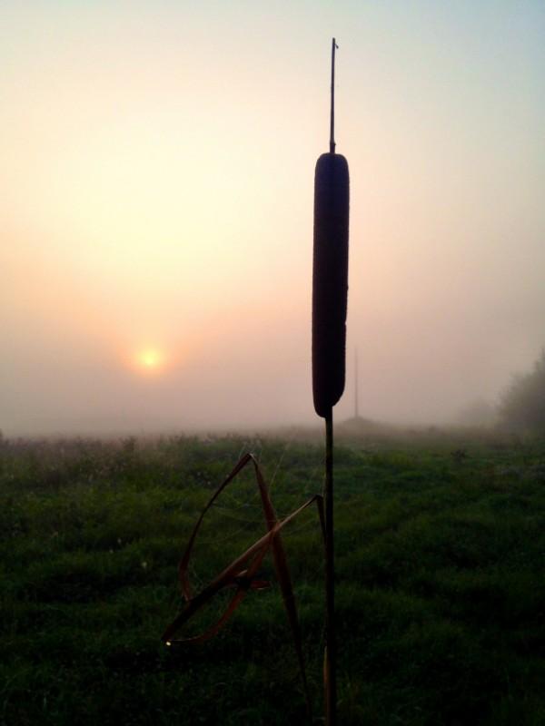 reed-like plan before sun rising through morning fog