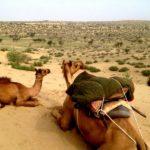 traveling in thar great indian desert