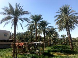 Gardens of Al Hamra town oman jebel akhdar