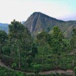 little adam's peak peak sunrise hike and nine arch bridge