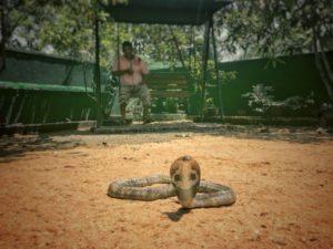 snake farm sri lanka photos