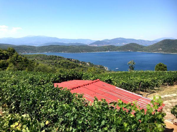 Vineyards overlooking the Bay of Gialtra in vriniotis winery on evia island