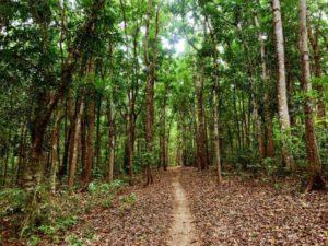 liloan forest siquijor island