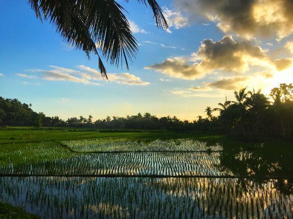 sunset over rice fields philippines 