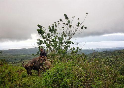 friendly filipino man riding buffalo 