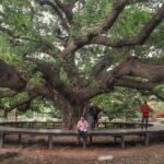 Photos: Giant Rain Tree, Kanchanaburi Province, Thailand (2020)