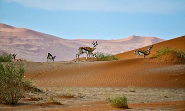 Το Ταξίδι μου στην Έρημο Καλαχάρι