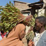 Πώς οι Αιθίοπες μαστουρώνουν με το Ναρκωτικό Φυτό Khat