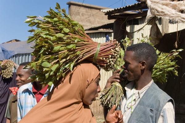 Πώς οι Αιθίοπες μαστουρώνουν με το Ναρκωτικό Φυτό Khat